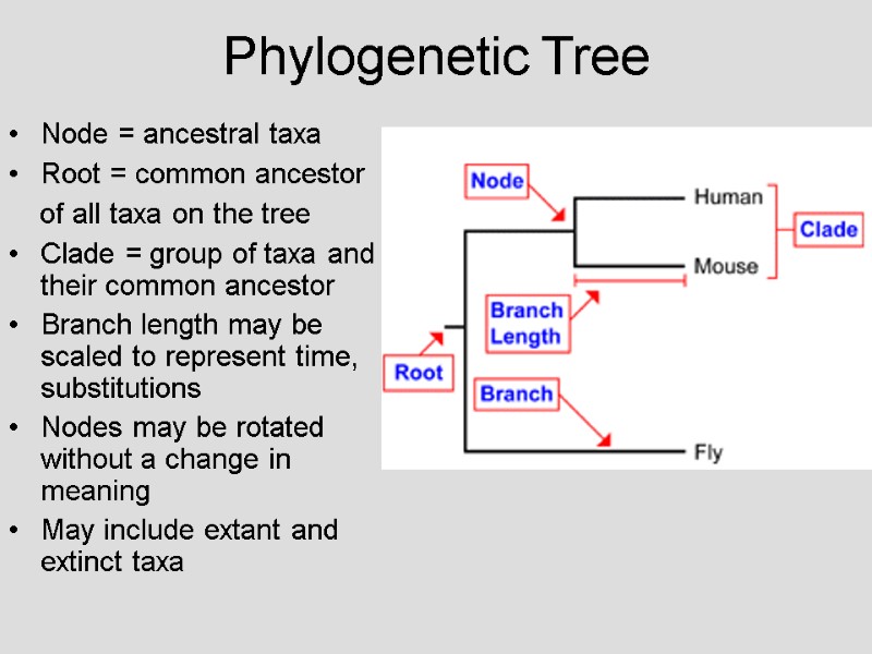 Phylogenetic Tree Node = ancestral taxa  Root = common ancestor   